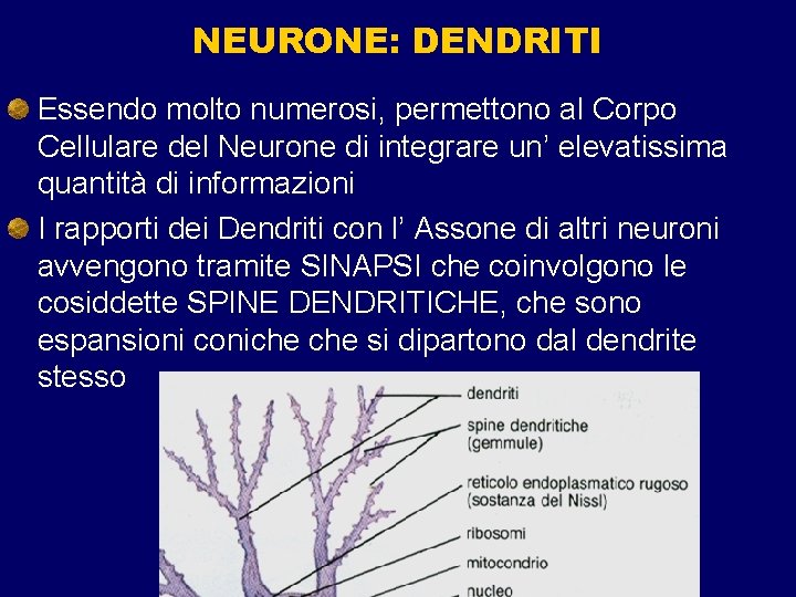 NEURONE: DENDRITI Essendo molto numerosi, permettono al Corpo Cellulare del Neurone di integrare un’ NEURONE: DENDRITI Essendo molto numerosi, permettono al Corpo Cellulare del Neurone di integrare un’