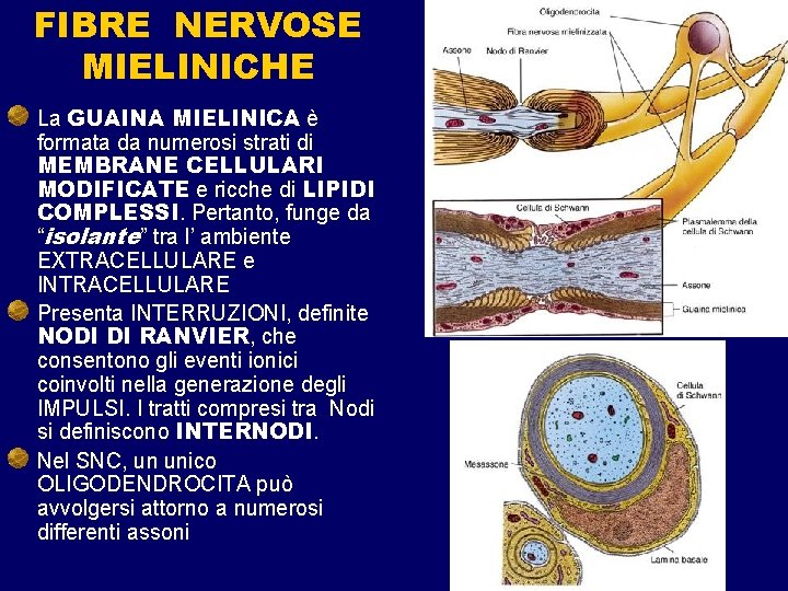 FIBRE NERVOSE MIELINICHE La GUAINA MIELINICA è formata da numerosi strati di MEMBRANE CELLULARI FIBRE NERVOSE MIELINICHE La GUAINA MIELINICA è formata da numerosi strati di MEMBRANE CELLULARI