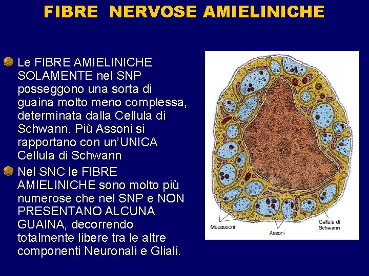 FIBRE NERVOSE AMIELINICHE Le FIBRE AMIELINICHE SOLAMENTE nel SNP posseggono una sorta di guaina FIBRE NERVOSE AMIELINICHE Le FIBRE AMIELINICHE SOLAMENTE nel SNP posseggono una sorta di guaina