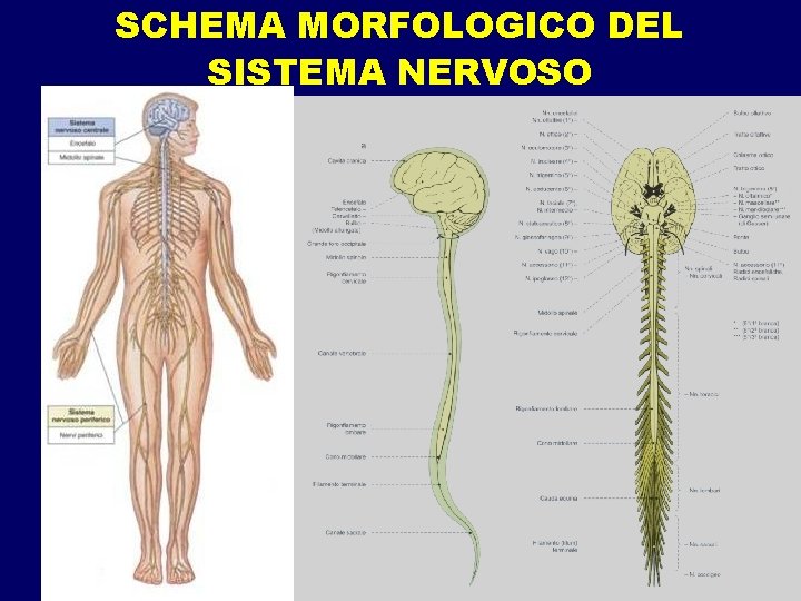 SCHEMA MORFOLOGICO DEL SISTEMA NERVOSO SCHEMA MORFOLOGICO DEL SISTEMA NERVOSO