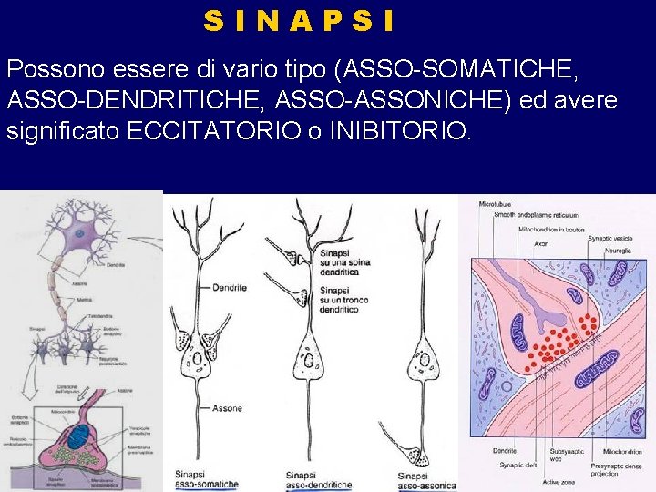 SINAPSI Possono essere di vario tipo (ASSO-SOMATICHE, ASSO-DENDRITICHE, ASSO-ASSONICHE) ed avere significato ECCITATORIO o SINAPSI Possono essere di vario tipo (ASSO-SOMATICHE, ASSO-DENDRITICHE, ASSO-ASSONICHE) ed avere significato ECCITATORIO o