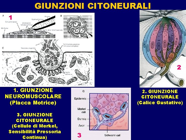 GIUNZIONI CITONEURALI 1 2 1. GIUNZIONE NEUROMUSCOLARE (Placca Motrice) 3. GIUNZIONE CITONEURALE (Cellule di GIUNZIONI CITONEURALI 1 2 1. GIUNZIONE NEUROMUSCOLARE (Placca Motrice) 3. GIUNZIONE CITONEURALE (Cellule di