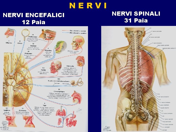 NERVI ENCEFALICI 12 Paia NERVI SPINALI 31 Paia NERVI ENCEFALICI 12 Paia NERVI SPINALI 31 Paia