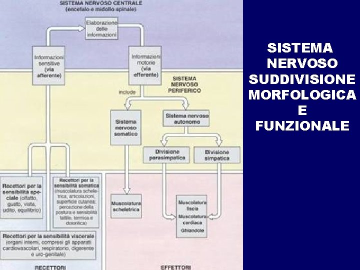 SISTEMA NERVOSO SUDDIVISIONE MORFOLOGICA E FUNZIONALE SISTEMA NERVOSO SUDDIVISIONE MORFOLOGICA E FUNZIONALE