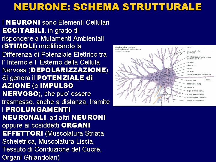 NEURONE: SCHEMA STRUTTURALE I NEURONI sono Elementi Cellulari ECCITABILI, in grado di rispondere a NEURONE: SCHEMA STRUTTURALE I NEURONI sono Elementi Cellulari ECCITABILI, in grado di rispondere a