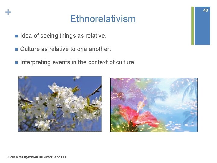 + 43 Ethnorelativism n Idea of seeing things as relative. n Culture as relative