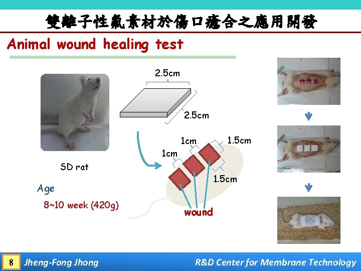 雙離子性氟素材於傷口癒合之應用開發 Animal wound healing test 2. 5 cm 1 cm 1. 5 cm 1