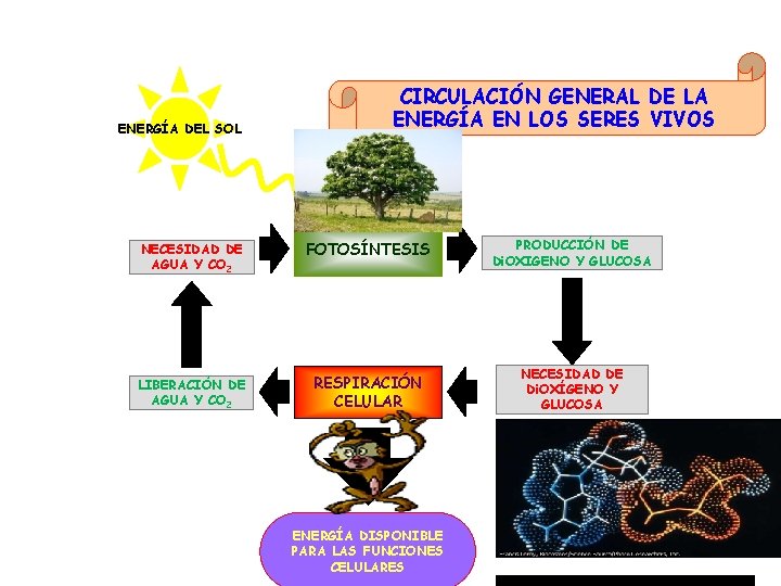 ENERGÍA DEL SOL CIRCULACIÓN GENERAL DE LA ENERGÍA EN LOS SERES VIVOS NECESIDAD DE