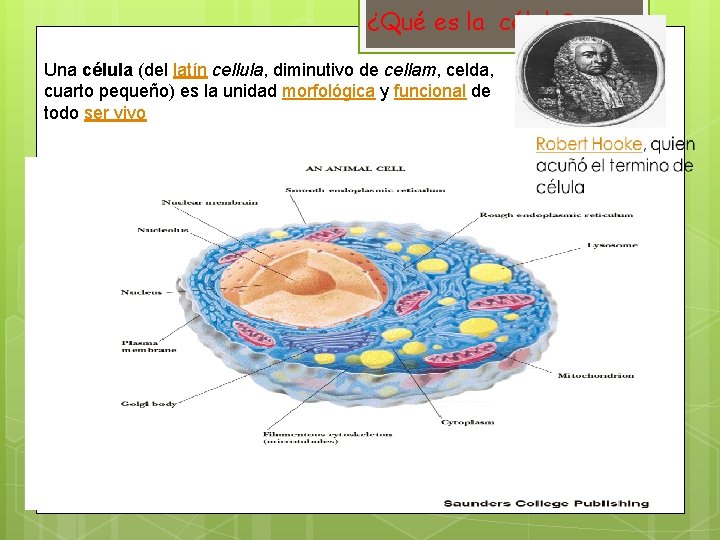 ¿Qué es la célula? Una célula (del latín cellula, diminutivo de cellam, celda, cuarto