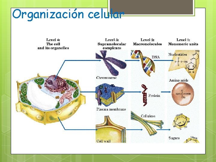 Organización celular 