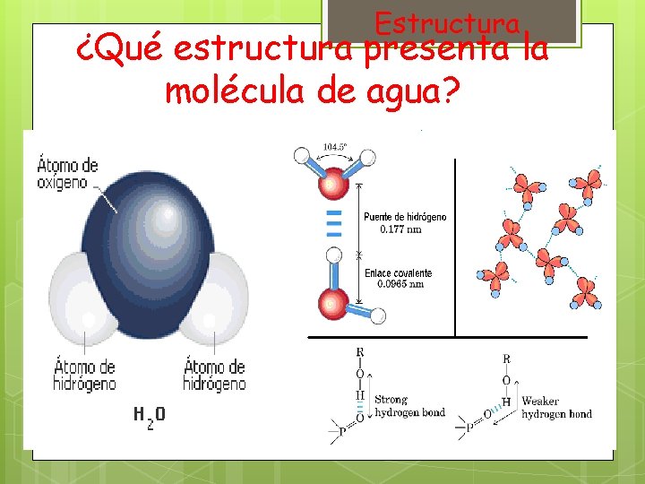 Estructura ¿Qué estructura presenta la molécula de agua? 