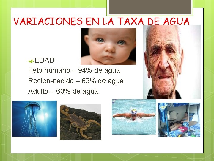 VARIACIONES EN LA TAXA DE AGUA EDAD Feto humano – 94% de agua Recien-nacido