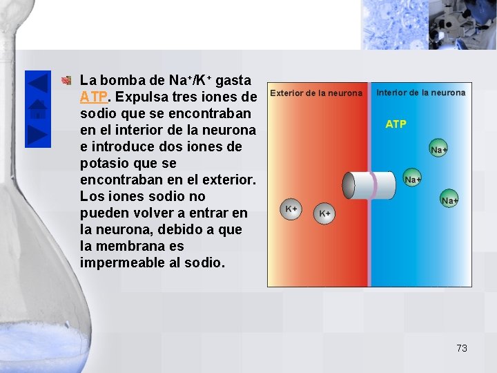 La bomba de Na+/K+ gasta ATP. Expulsa tres iones de sodio que se encontraban