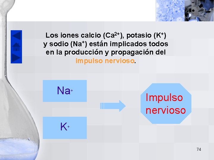 Los iones calcio (Ca 2+), potasio (K+) y sodio (Na+) están implicados todos en