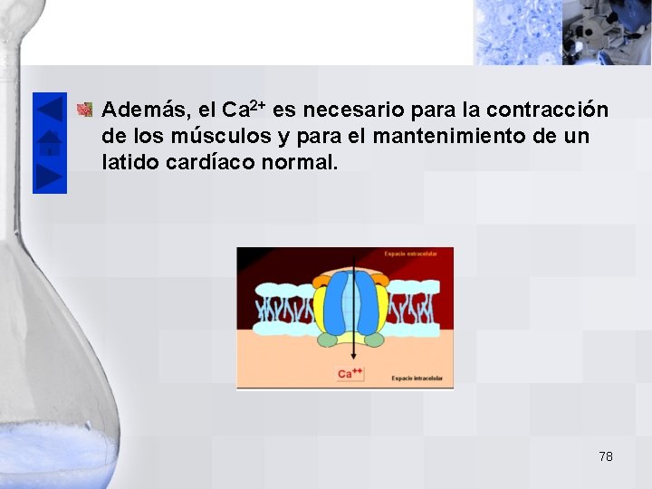 Además, el Ca 2+ es necesario para la contracción de los músculos y para