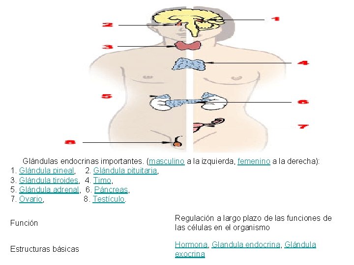 Glándulas endocrinas importantes. (masculino a la izquierda, femenino a la derecha): 1. Glándula pineal,