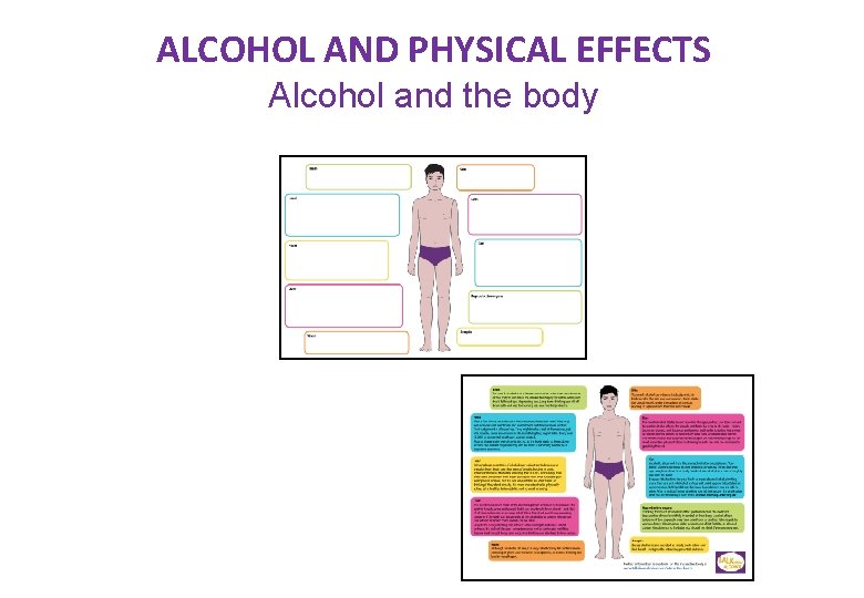 ALCOHOL AND PHYSICAL EFFECTS Alcohol and the body 