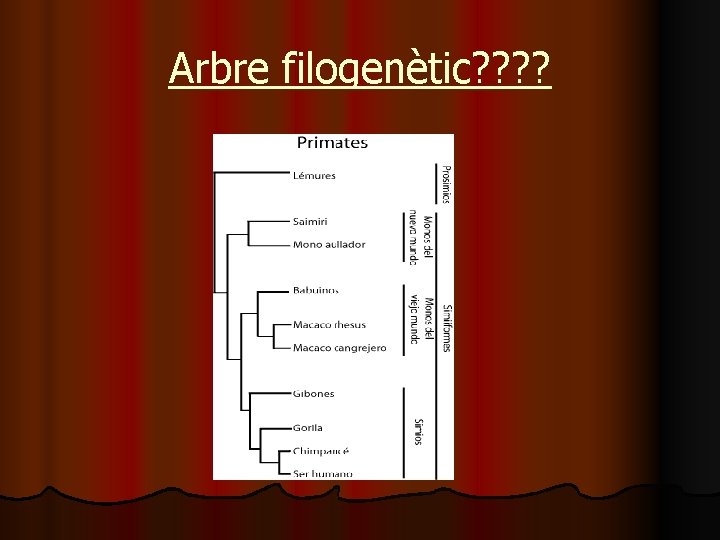 Arbre filogenètic? ? 