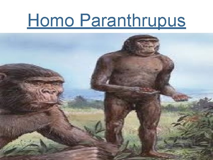 Homo Paranthrupus 