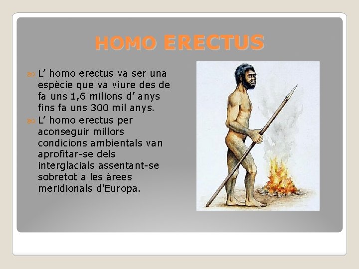 HOMO ERECTUS L’ homo erectus va ser una espècie que va viure des de