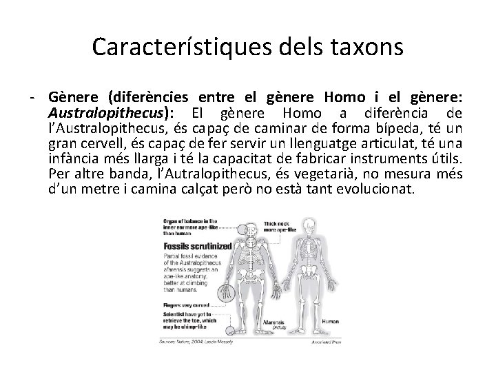 Característiques dels taxons - Gènere (diferències entre el gènere Homo i el gènere: Australopithecus):