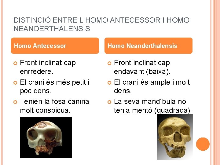 DISTINCIÓ ENTRE L’HOMO ANTECESSOR I HOMO NEANDERTHALENSIS Homo Antecessor Homo Neanderthalensis Front inclinat cap