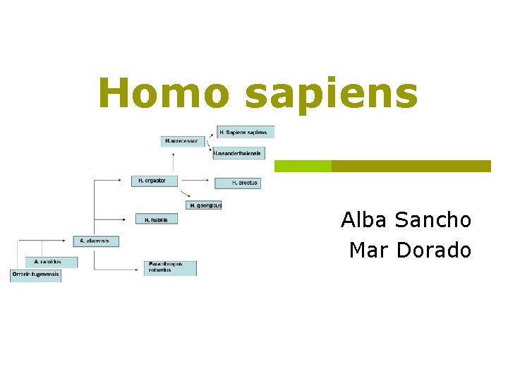 Homo sapiens Alba Sancho Mar Dorado 