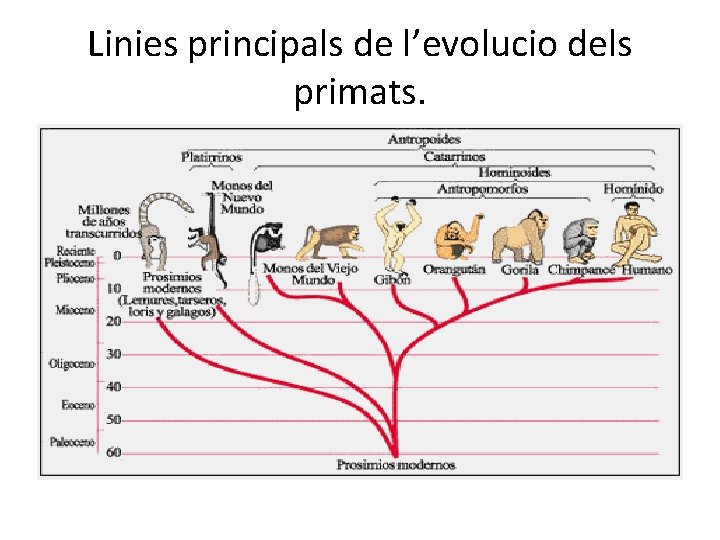 Linies principals de l’evolucio dels primats. 