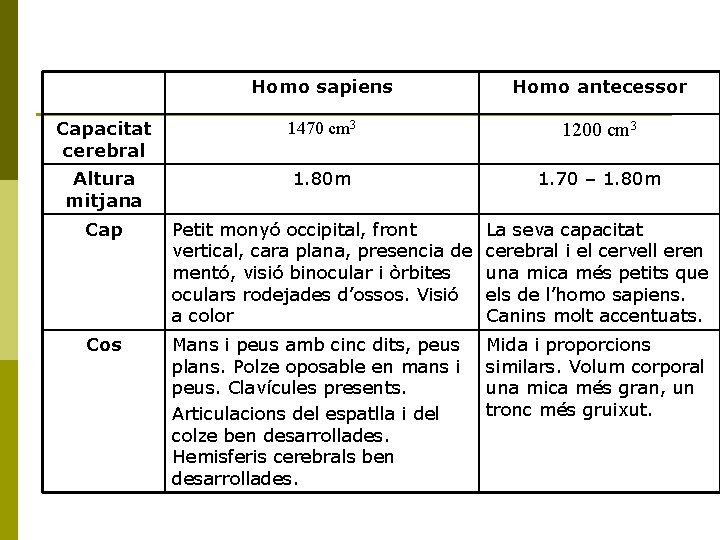 Homo sapiens Homo antecessor Capacitat cerebral 1470 cm 3 1200 cm 3 Altura mitjana