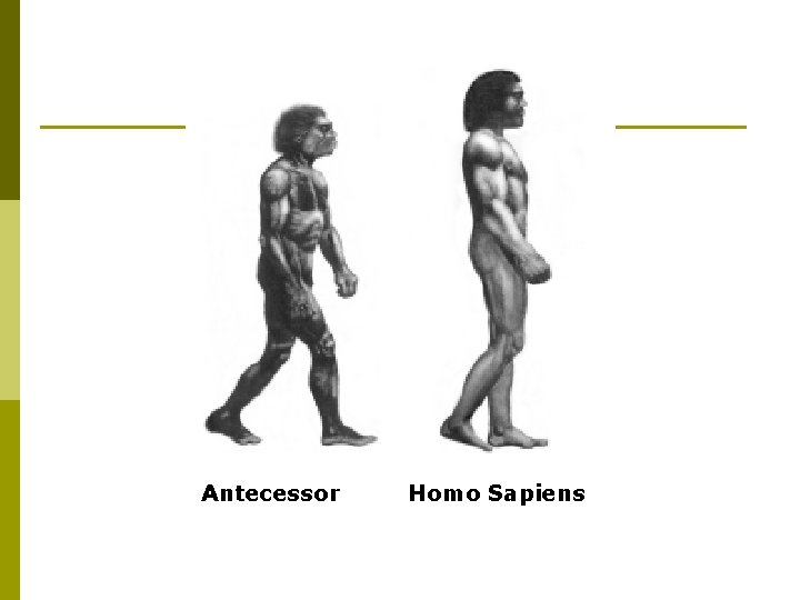 Antecessor Homo Sapiens 
