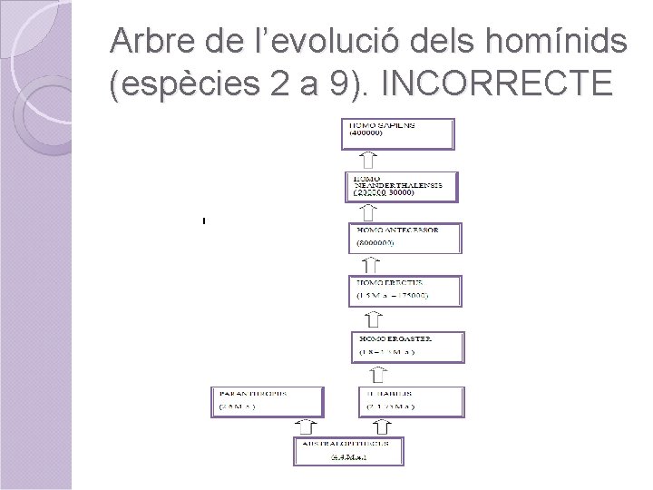 Arbre de l’evolució dels homínids (espècies 2 a 9). INCORRECTE 