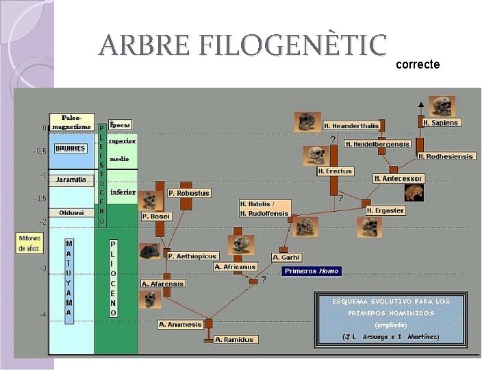 ARBRE FILOGENÈTIC correcte 