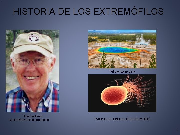 HISTORIA DE LOS EXTREMÓFILOS Yellowstone park Thomas Brock Descubridor del hipertermófilo Pyrococcus furiosus (Hipertermófilo)