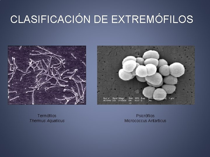 CLASIFICACIÓN DE EXTREMÓFILOS Termófilos Thermus Aquaticus Psicrófilos Micrococcus Antarticus 