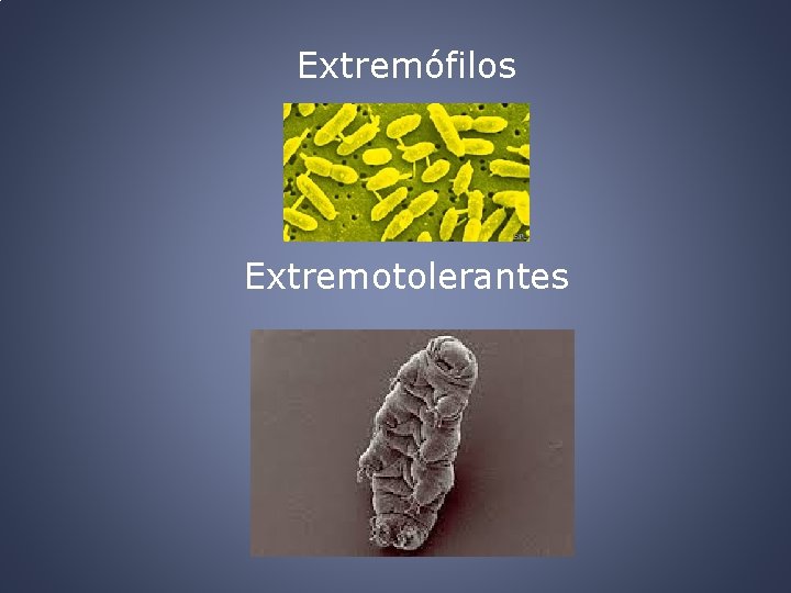 Extremófilos Extremotolerantes 