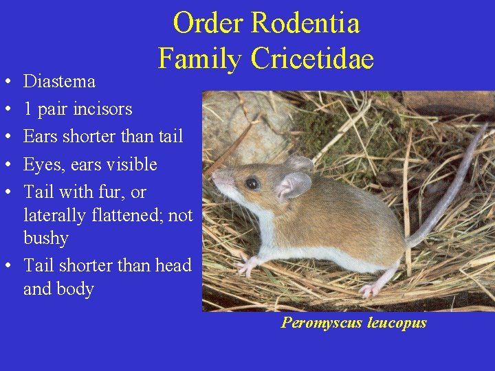 • • • Order Rodentia Family Cricetidae Diastema 1 pair incisors Ears shorter