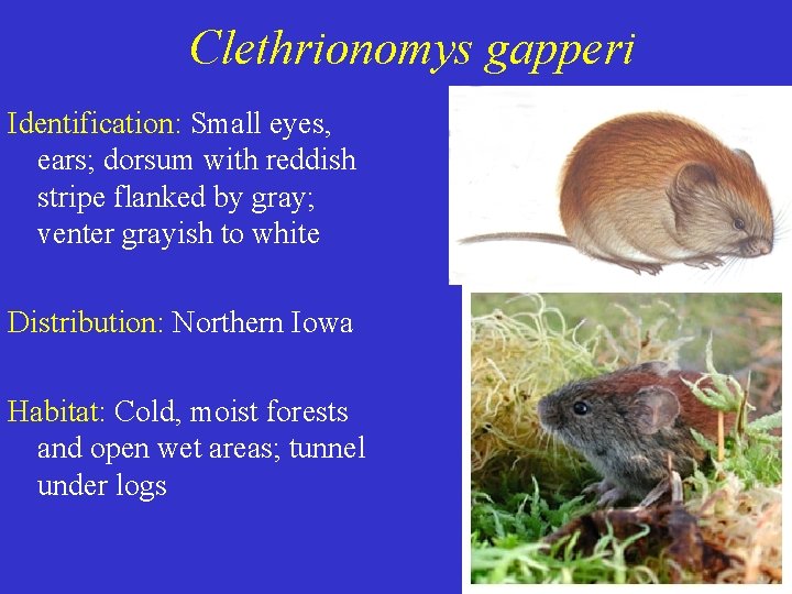 Clethrionomys gapperi Identification: Small eyes, ears; dorsum with reddish stripe flanked by gray; venter