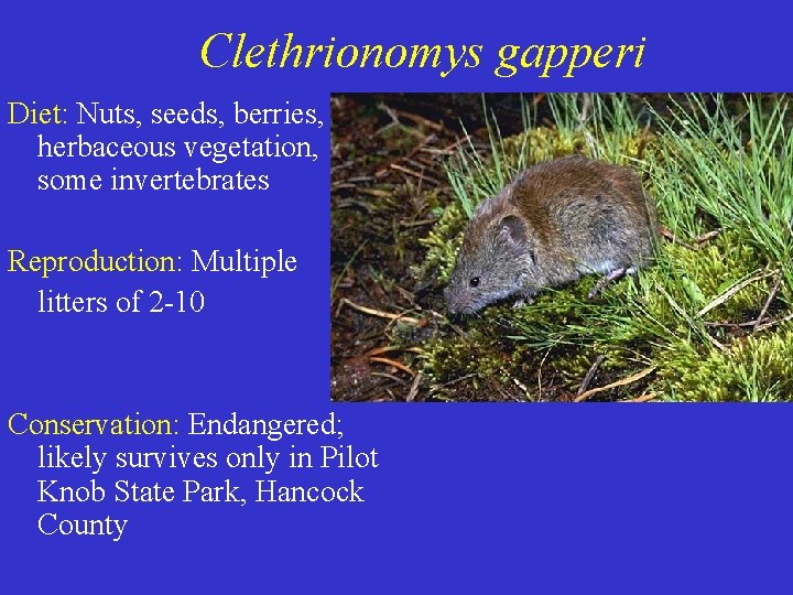 Clethrionomys gapperi Diet: Nuts, seeds, berries, herbaceous vegetation, some invertebrates Reproduction: Multiple litters of