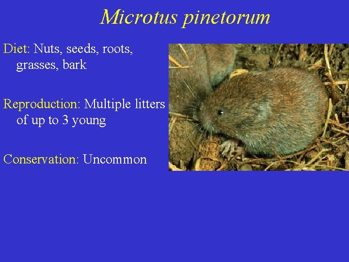 Microtus pinetorum Diet: Nuts, seeds, roots, grasses, bark Reproduction: Multiple litters of up to