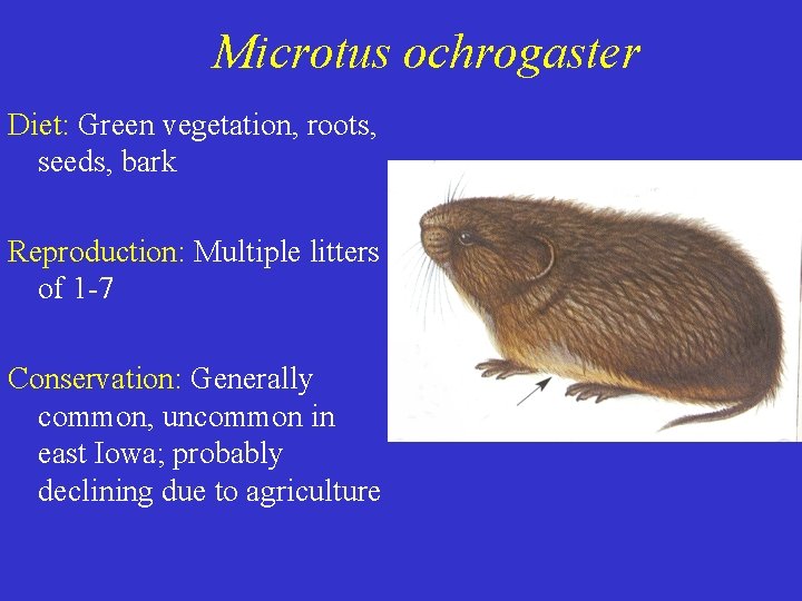 Microtus ochrogaster Diet: Green vegetation, roots, seeds, bark Reproduction: Multiple litters of 1 -7 Microtus ochrogaster Diet: Green vegetation, roots, seeds, bark Reproduction: Multiple litters of 1 -7