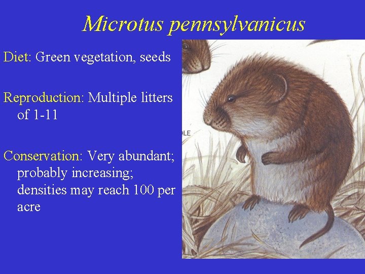 Microtus pennsylvanicus Diet: Green vegetation, seeds Reproduction: Multiple litters of 1 -11 Conservation: Very