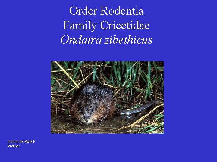 Order Rodentia Family Cricetidae Ondatra zibethicus picture by Mark F. Wallner 