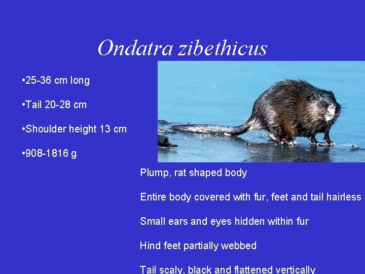 Ondatra zibethicus • 25 -36 cm long • Tail 20 -28 cm • Shoulder Ondatra zibethicus • 25 -36 cm long • Tail 20 -28 cm • Shoulder