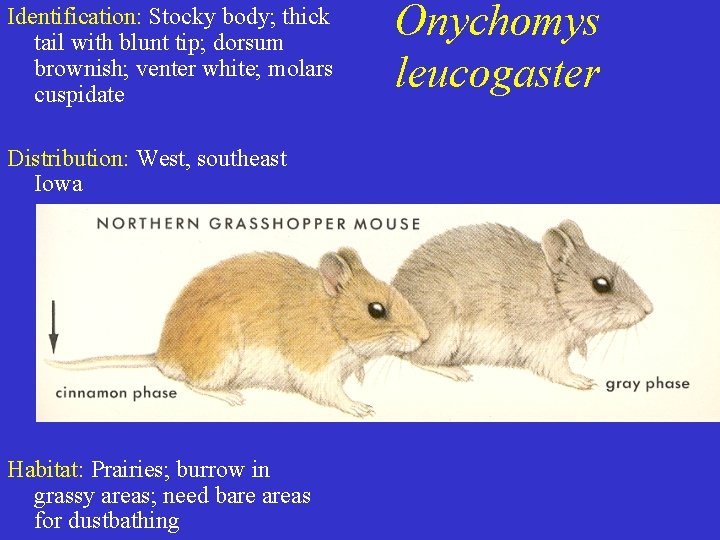 Identification: Stocky body; thick tail with blunt tip; dorsum brownish; venter white; molars cuspidate