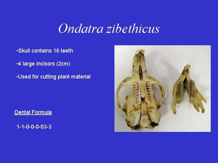 Ondatra zibethicus • Skull contains 16 teeth • 4 large incisors (2 cm) •