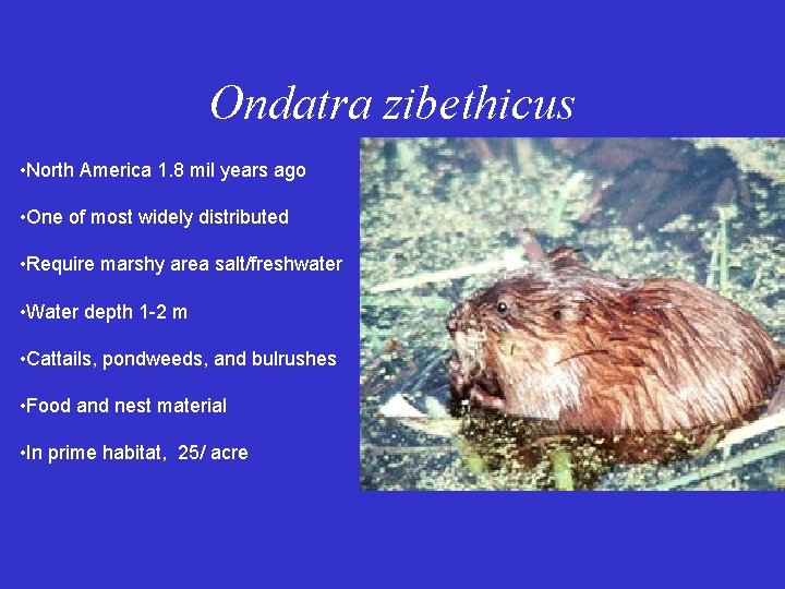 Ondatra zibethicus • North America 1. 8 mil years ago • One of most