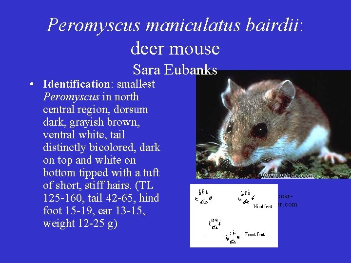 Peromyscus maniculatus bairdii: deer mouse Sara Eubanks • Identification: smallest Peromyscus in north central