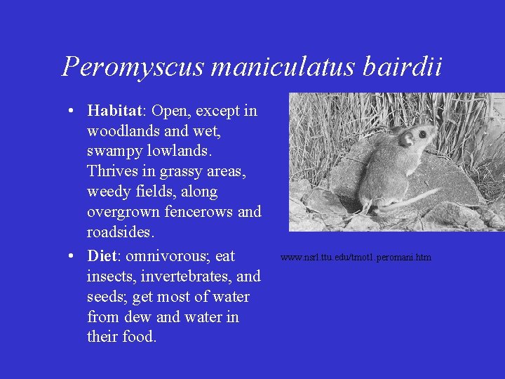 Peromyscus maniculatus bairdii • Habitat: Open, except in woodlands and wet, swampy lowlands. Thrives Peromyscus maniculatus bairdii • Habitat: Open, except in woodlands and wet, swampy lowlands. Thrives