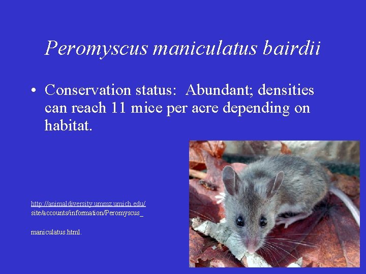 Peromyscus maniculatus bairdii • Conservation status: Abundant; densities can reach 11 mice per acre