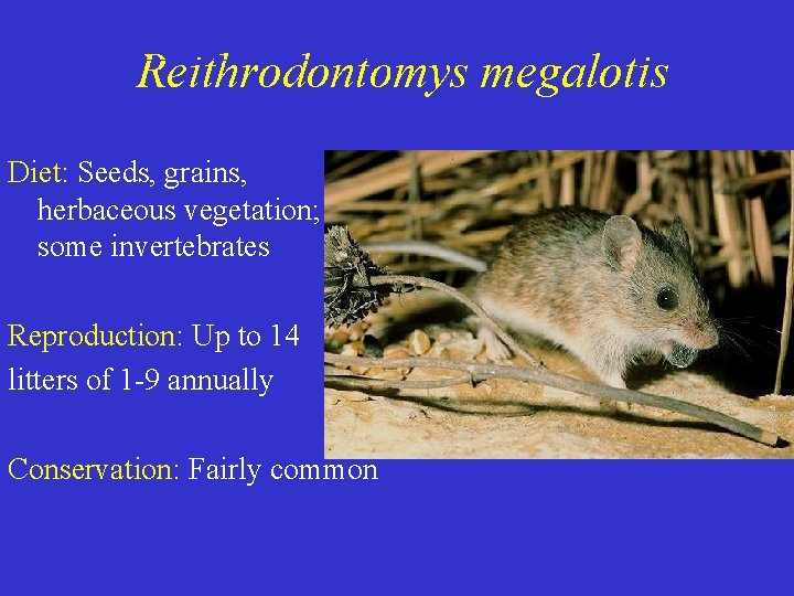 Reithrodontomys megalotis Diet: Seeds, grains, herbaceous vegetation; some invertebrates Reproduction: Up to 14 litters